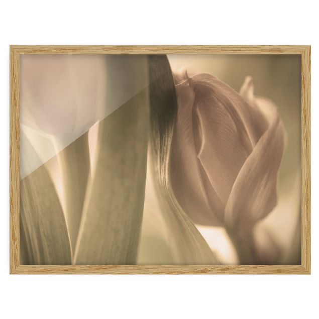 tableaux floraux Tulipe Délicate