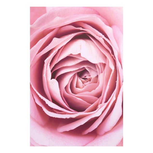 Tableaux moderne Fleur de Rose rose