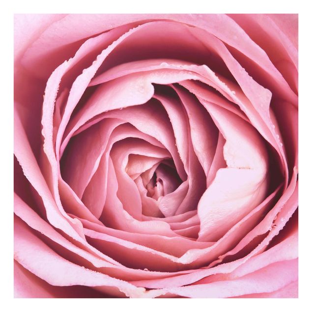 Tableaux moderne Fleur de Rose rose