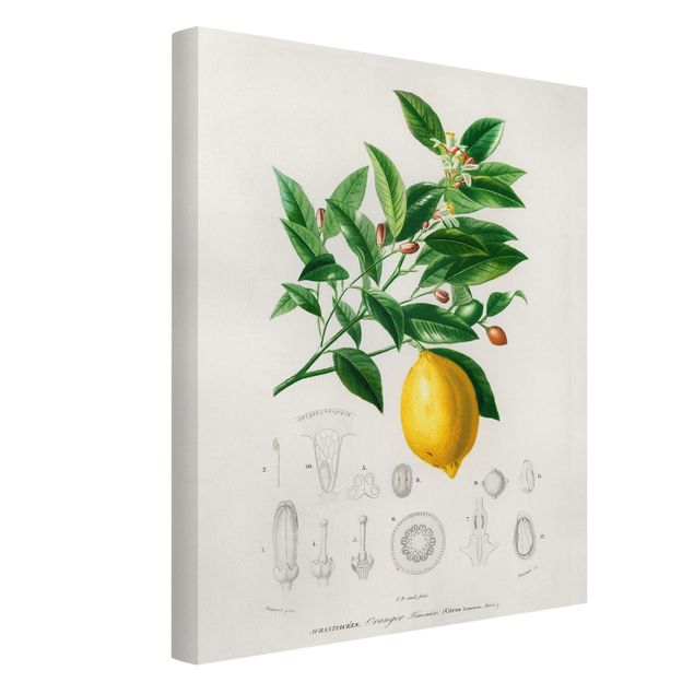 Tableaux fruits Illustration Botanique Vintage Citron