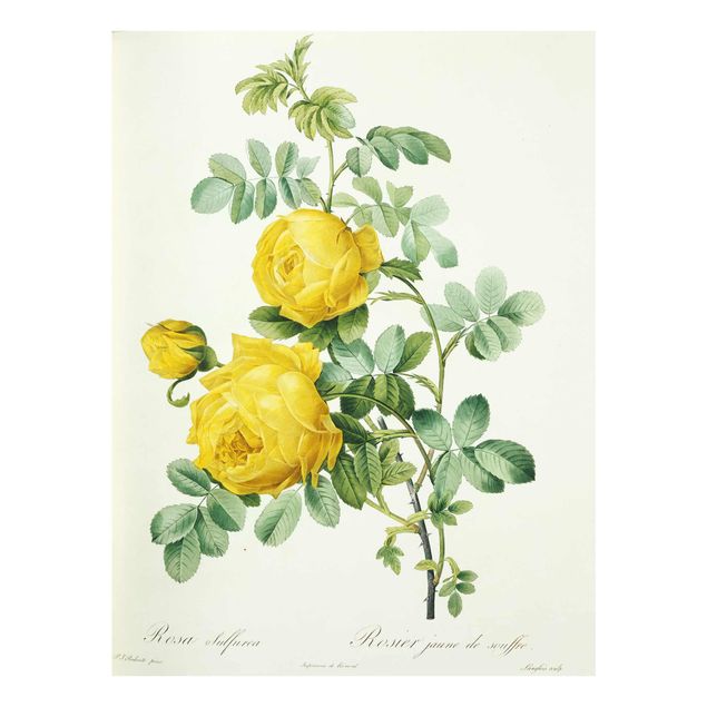 Tableaux en verre fleurs Pierre Joseph Redoute - Sulfurea Rose