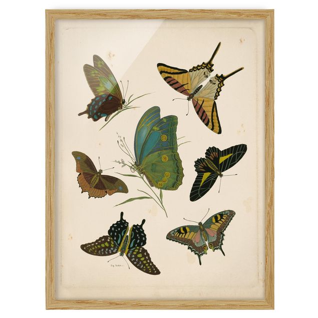 Tableaux encadrés animaux Illustration vintage Papillons Exotiques