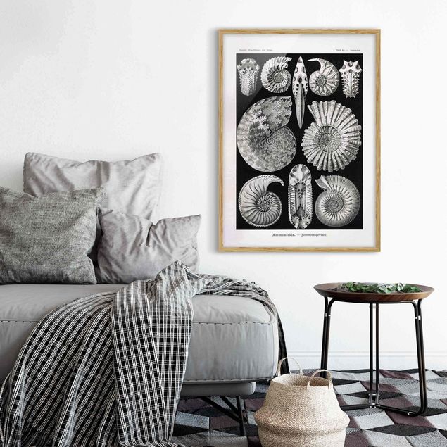 Affiches encadrées noir et blanc Tableau Botanique Fossiles noir et blanc