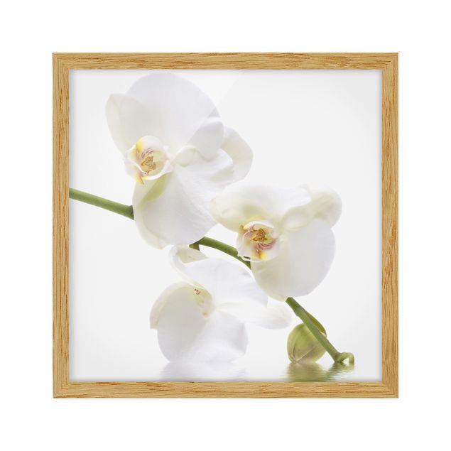 Tableaux moderne Eaux de l'Orchidée Blanche