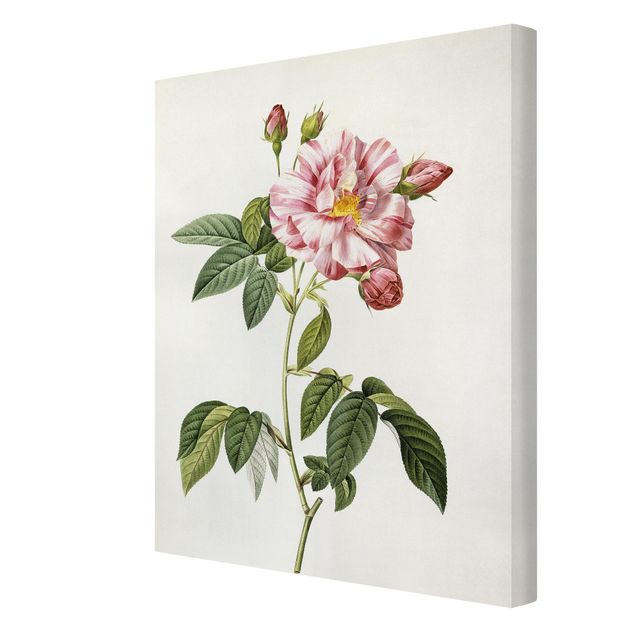 Tableau style vintage Pierre Joseph Redoute - Rose Gallica Rose