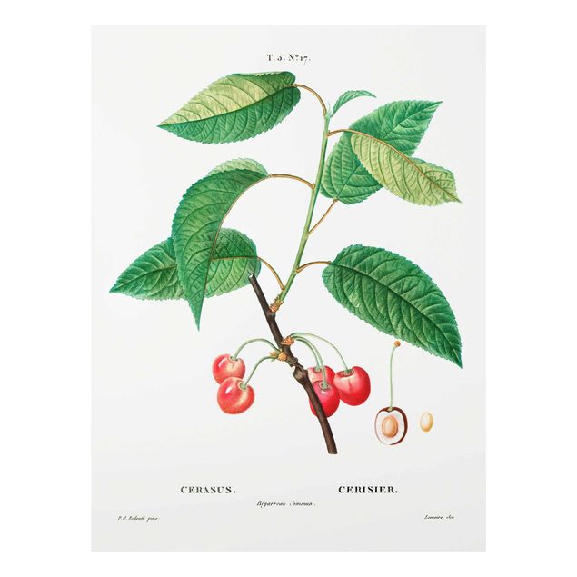 Tableaux verts Illustration Botanique Vintage Cerises Rouges