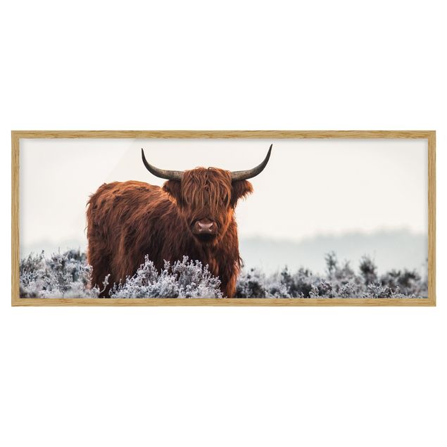 Tableau animaux Bison dans les Highlands