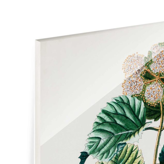 Tableaux en verre magnétique Illustration botanique vintage boule de neige