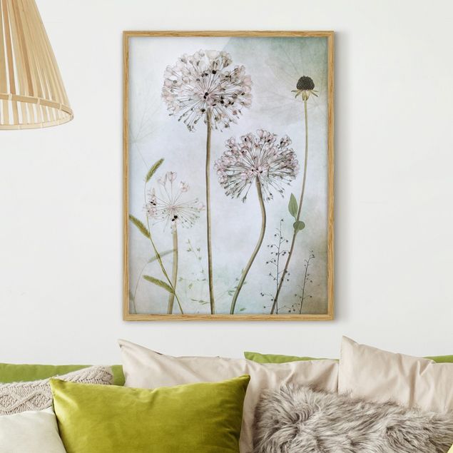 Affiches encadrées fleurs Fleurs d'Allium au pastel