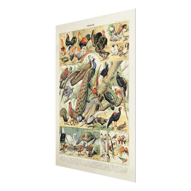 Tableaux Tableau Botanique Oiseaux Européens