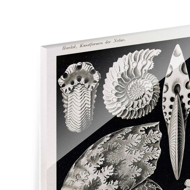 Tableaux en verre magnétique Tableau Botanique Fossiles noir et blanc