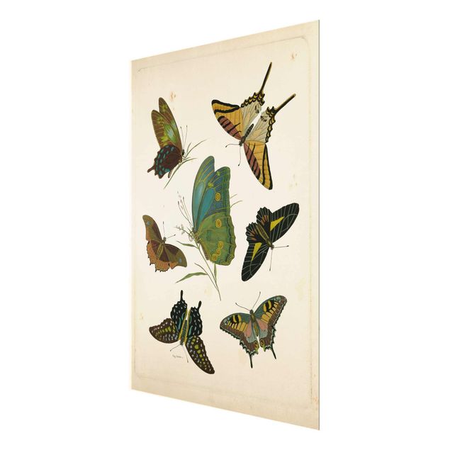 Tableau bleu turquoise Illustration vintage Papillons Exotiques