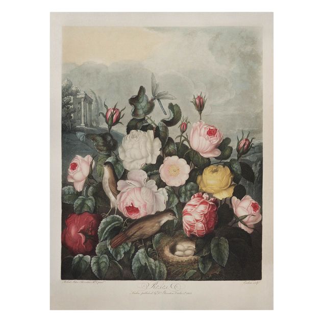 Tableaux amour Illustration botanique vintage Rose