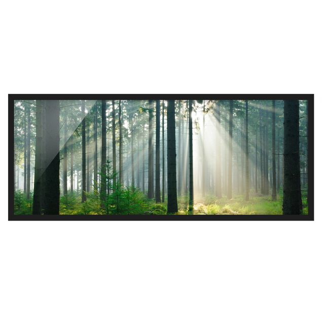 Affiches encadrées paysage Forêt éclairée