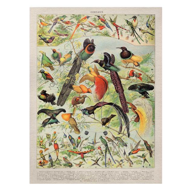 Toile animaux Tableau Vintage Oiseaux du Paradis