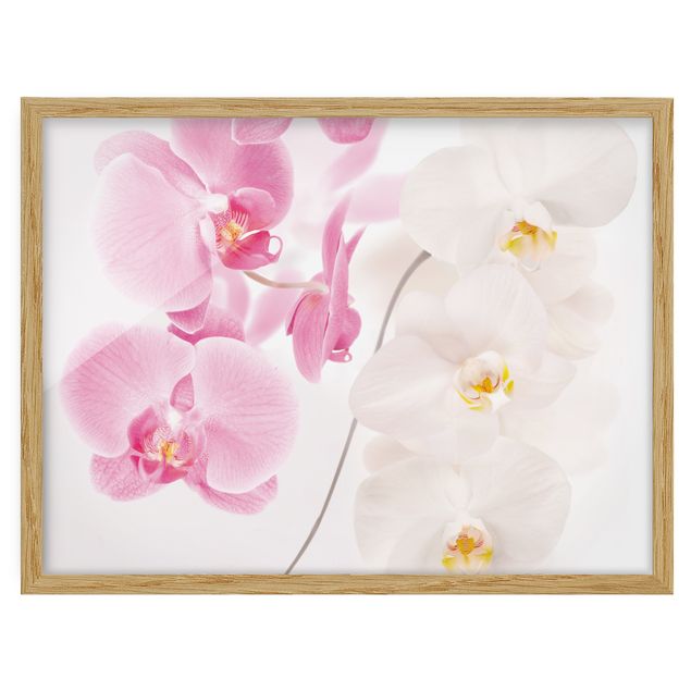 Tableaux encadrés fleurs Orchidées délicates