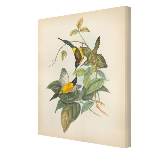 Tableau couleur vert Illustration Vintage Oiseaux Tropicaux IV