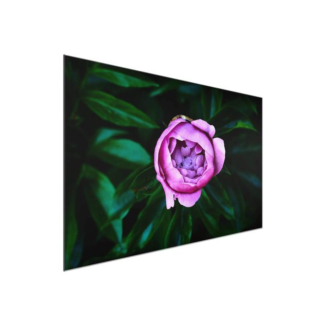 Tableaux en verre fleurs Pivoines violettes en fleur devant des feuilles