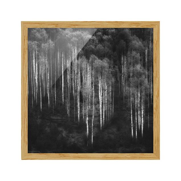 Affiches encadrées noir et blanc Forêt de bouleaux à Aspen