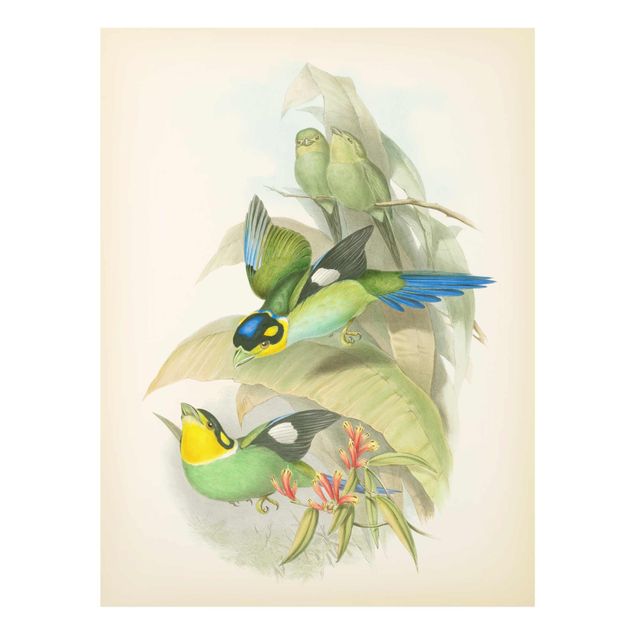 Tableaux verts Illustration Vintage Oiseaux Tropicaux