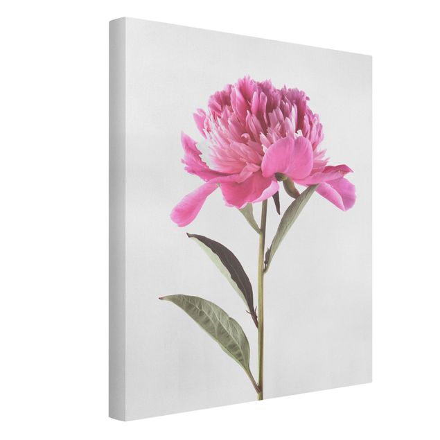 tableaux floraux Pivoine en fleur rose sur blanc