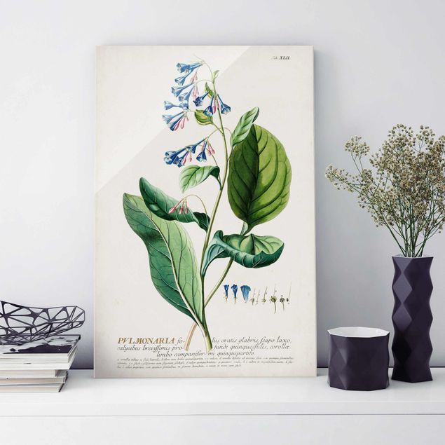 Déco murale cuisine Illustration botanique vintage Pulmonaria