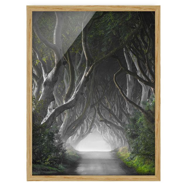 Tableaux modernes Forêt en Irlande du Nord