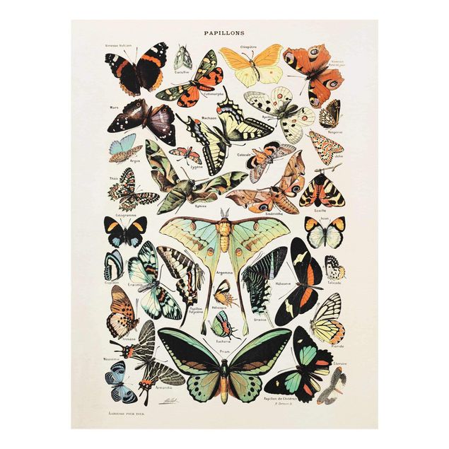 Tableau rétro Tableau Vintage Papillons et phalènes
