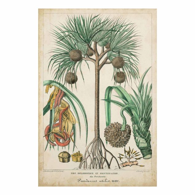 Tableaux nature Tableau Vintage Palmiers exotiques I