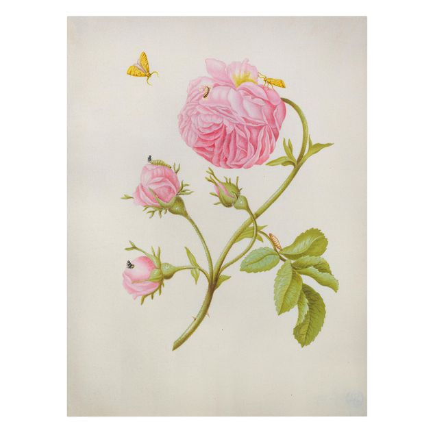 Tableau fleurs Anna Maria Sibylla Merian - Rose sauvage avec Gracillariidae