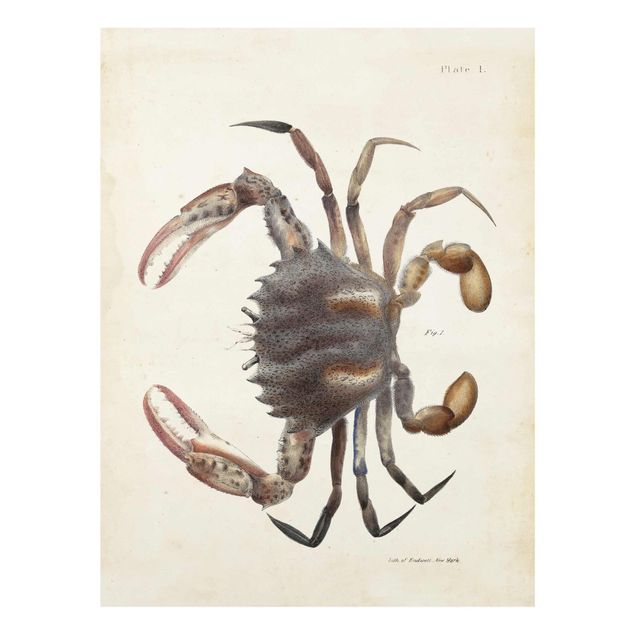 Tableau marron Illustration vintage Crabe