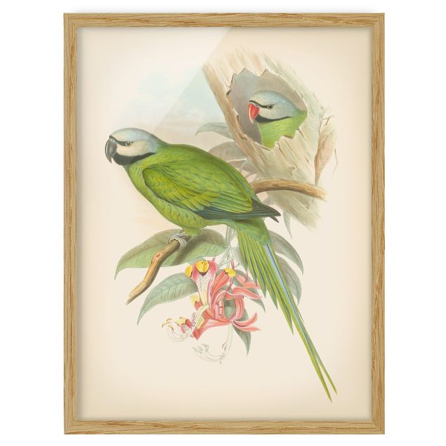 Tableau floral mural Illustration Vintage Oiseaux Tropicaux II