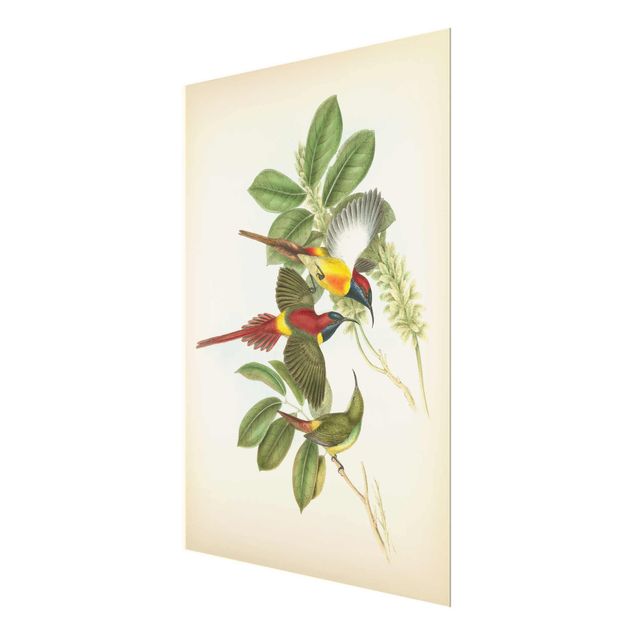 Tableau décoration Illustration Vintage Oiseaux Tropicaux III