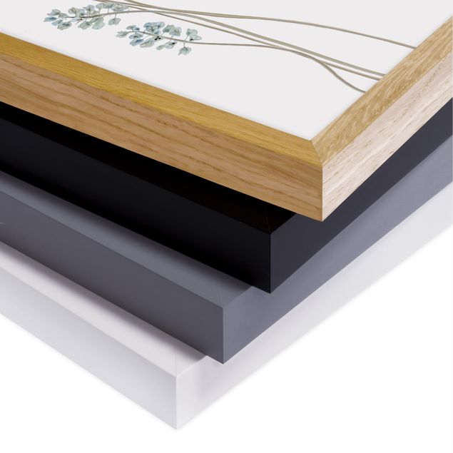 Tableaux muraux Illustration d'Allium