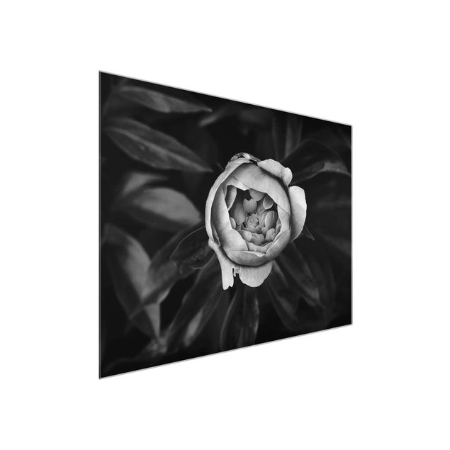 Tableaux en verre fleurs Pivoine et feuilles noir et blanc