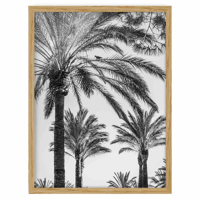 Tableaux encadrés noir et blanc Palmiers au coucher du soleil noir et blanc