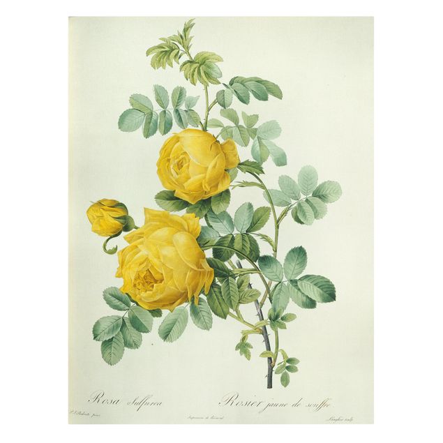 Tableau fleurs Pierre Joseph Redoute - Sulfurea Rose