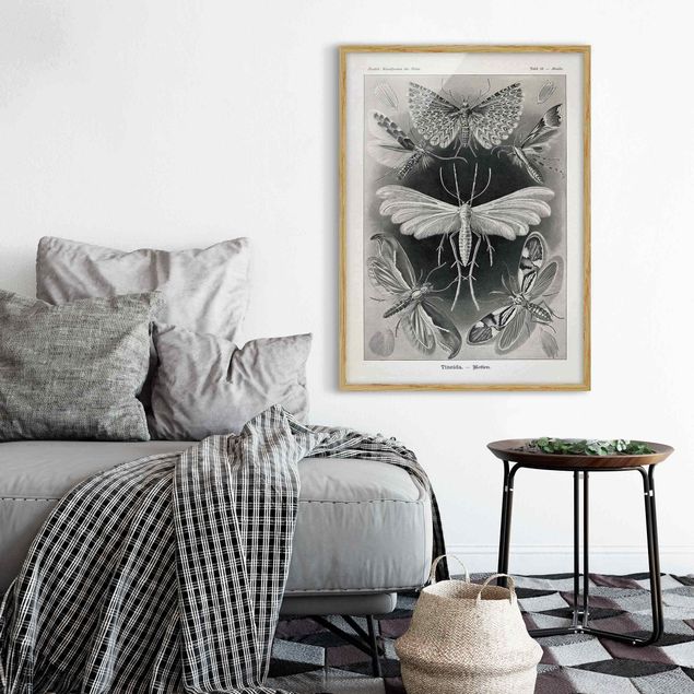 Affiches encadrées noir et blanc Tableau Vintage phalènes et papillons