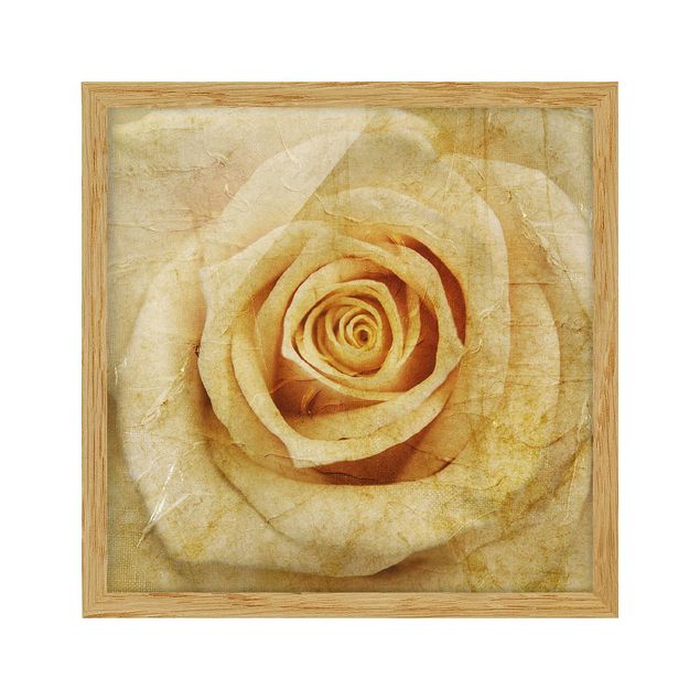 Tableau fleurs Vieille Rose