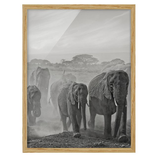Tableaux encadrés noir et blanc Troupeau d'éléphants