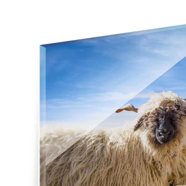 Tableau moderne Moutons à nez noir de Zermatt