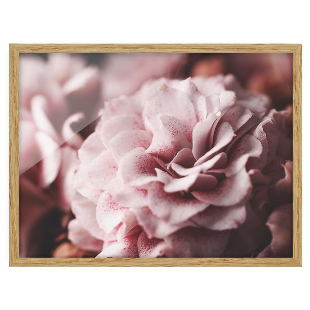 Tableaux fleurs Rose Pastel Shabby Pink