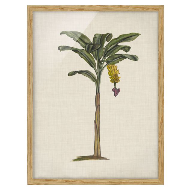 tableaux floraux Palmiers britanniques III