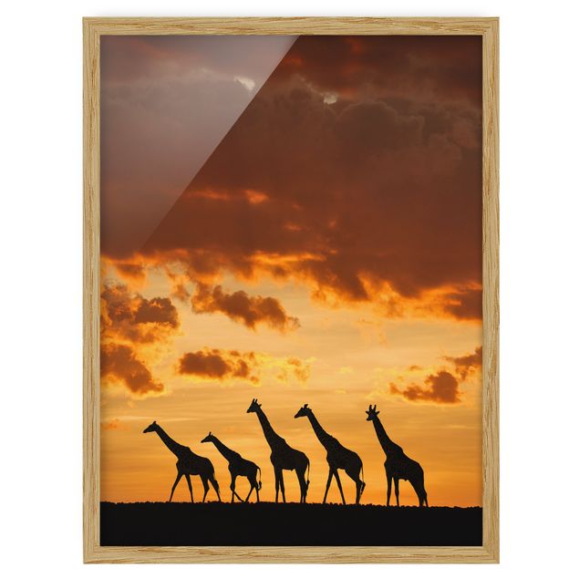 Tableaux modernes Cinq Girafes