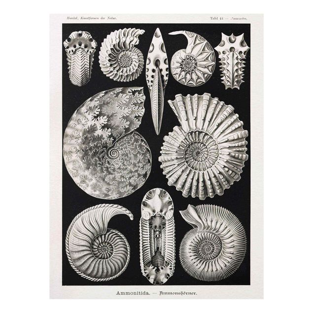 Tableaux noir et blanc Tableau Botanique Fossiles noir et blanc