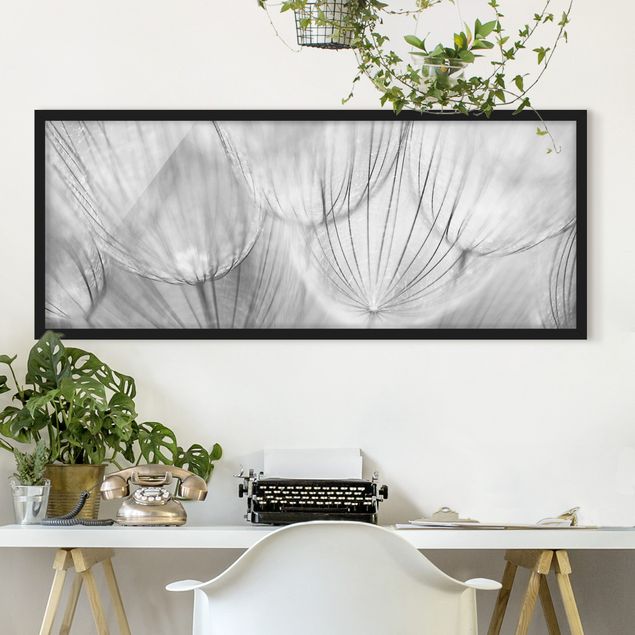 Affiches encadrées fleurs Pissenlits en macrophotographie en noir et blanc