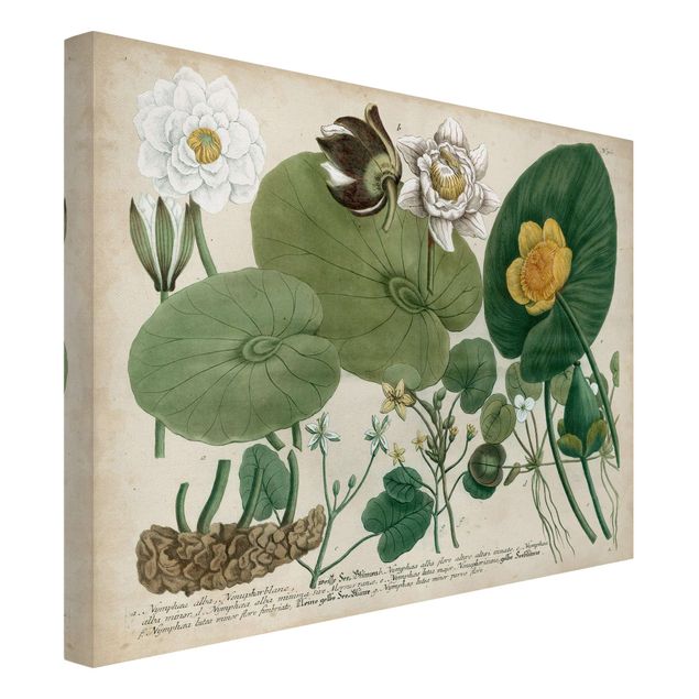 Tableaux fleurs Tableau Botanique Nénuphar Blanc