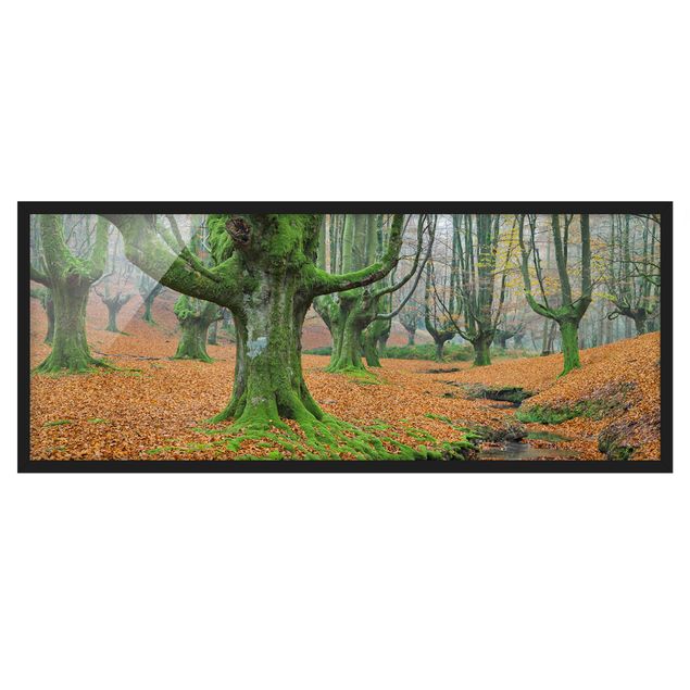 Affiches encadrées paysage Forêt de hêtres dans le parc naturel de Gorbea en Espagne
