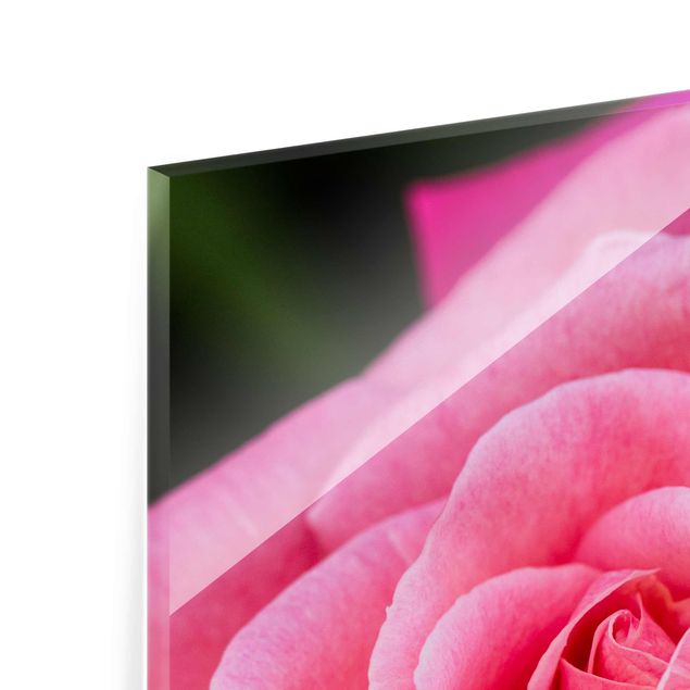 Tableaux de Uwe Merkel Fleurs de rose rose sur fond vert