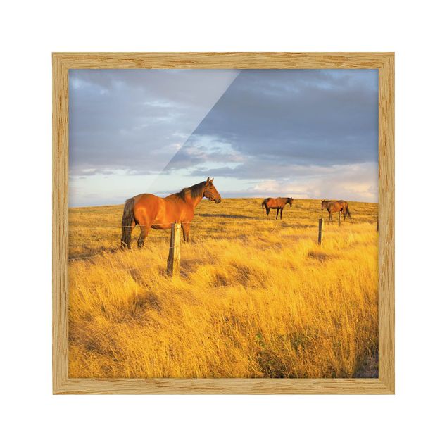 Affiches encadrées paysage Champ, route et cheval dans le soleil du soir